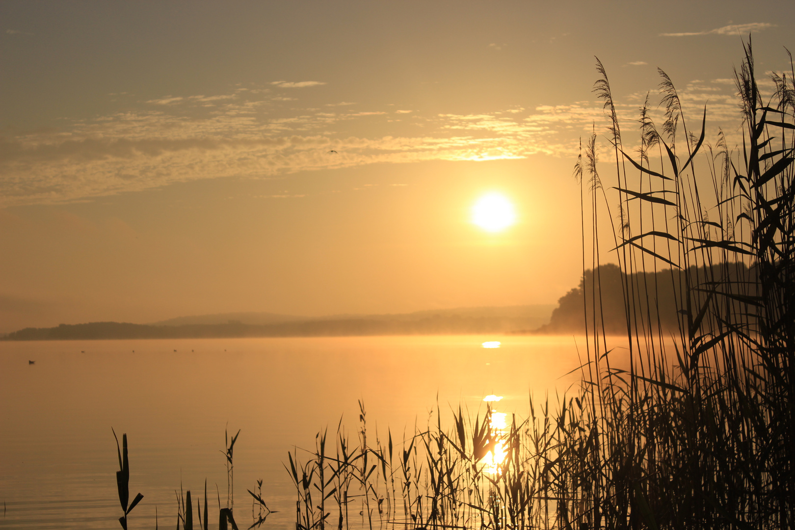 Morgen am See II