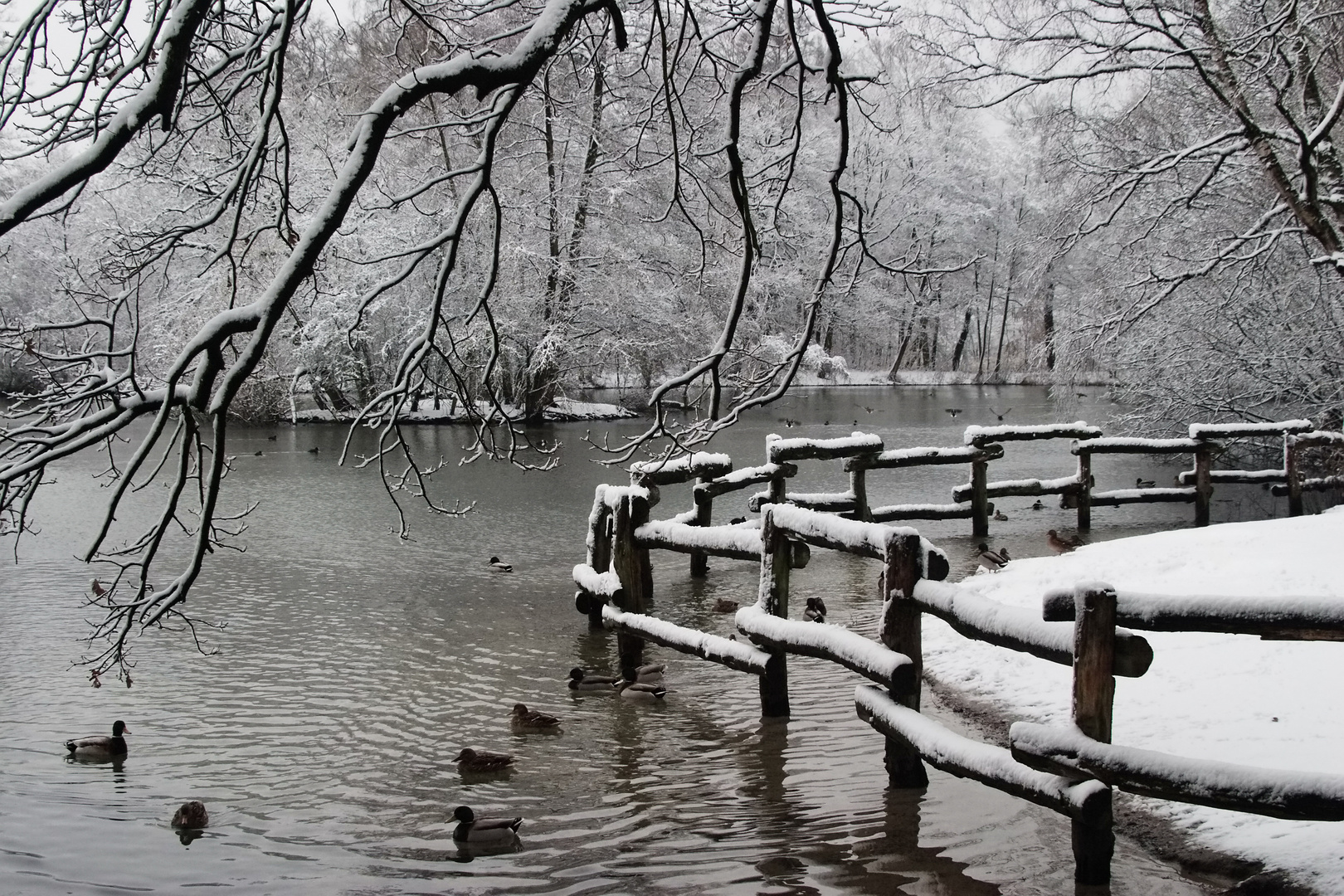 Morgen am Teich