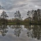 Morgen am Teich