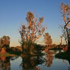 Morgen am Yellow River, NT, Australien