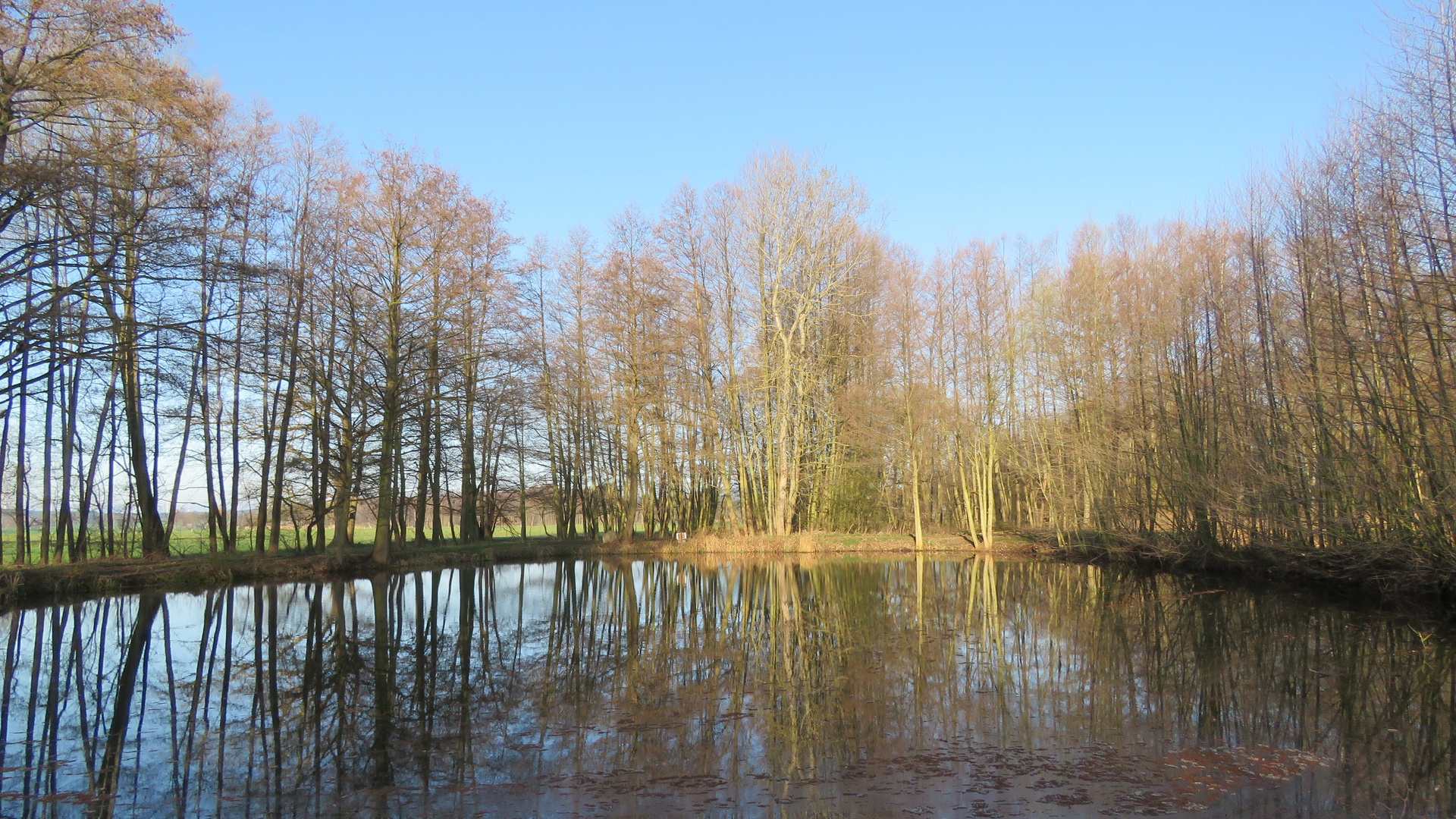 Morgen an den Wollenhagener Teichen