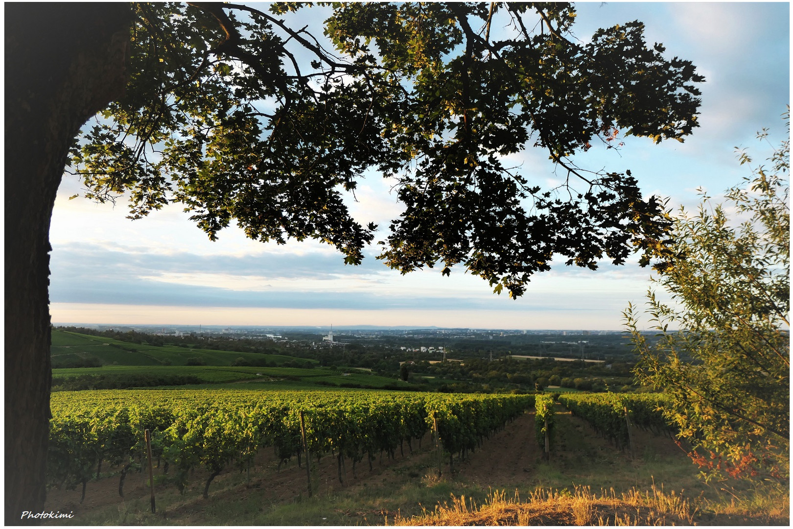 Morgen auf den Weinbergen