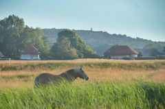 Morgen  auf Hiddensee 