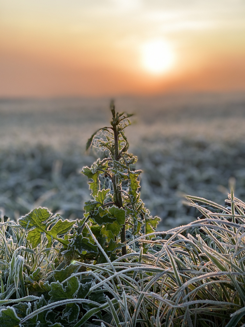 Morgen Frost