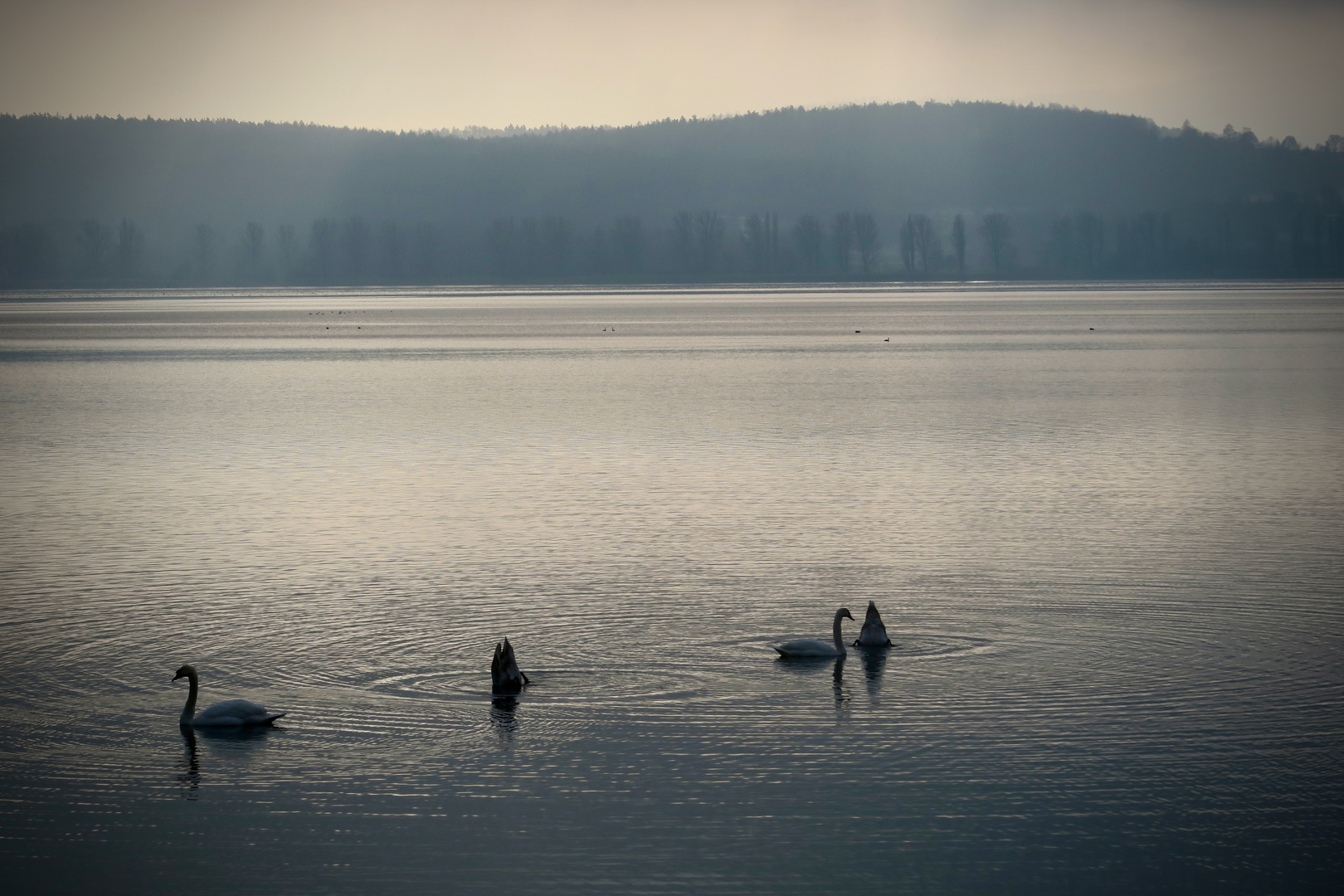 Morgen früh am Bodensee