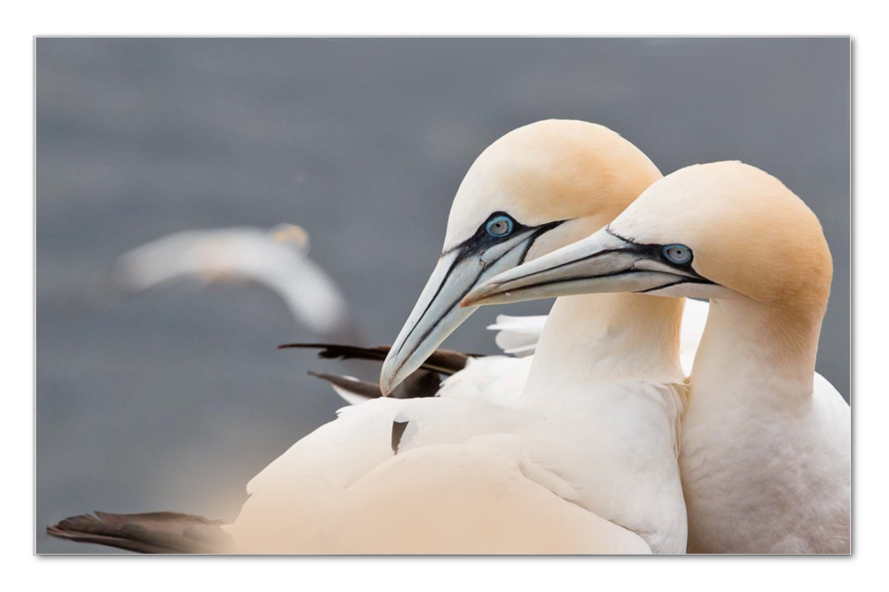 Morgen gehts noch mal nach Helgoland ...