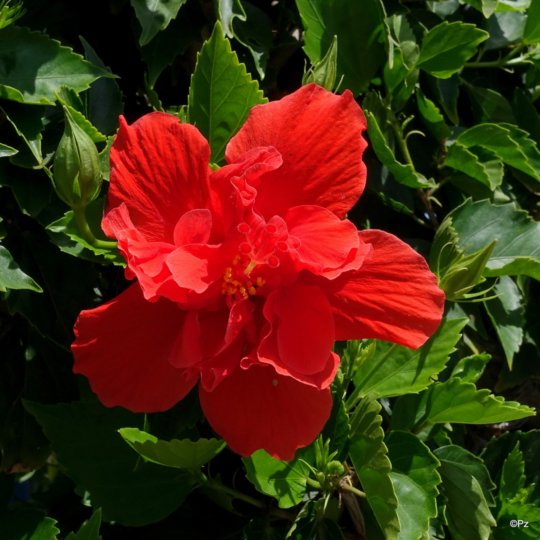 Morgen gibt´s das Mittwochblümchen: Gefüllte Hibiskusblüte ...