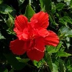 Morgen gibt´s das Mittwochblümchen: Gefüllte Hibiskusblüte ...