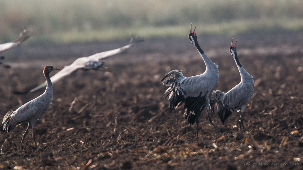 Morgen Grus