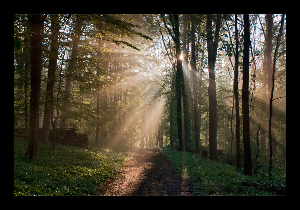 Morgen-Idyll