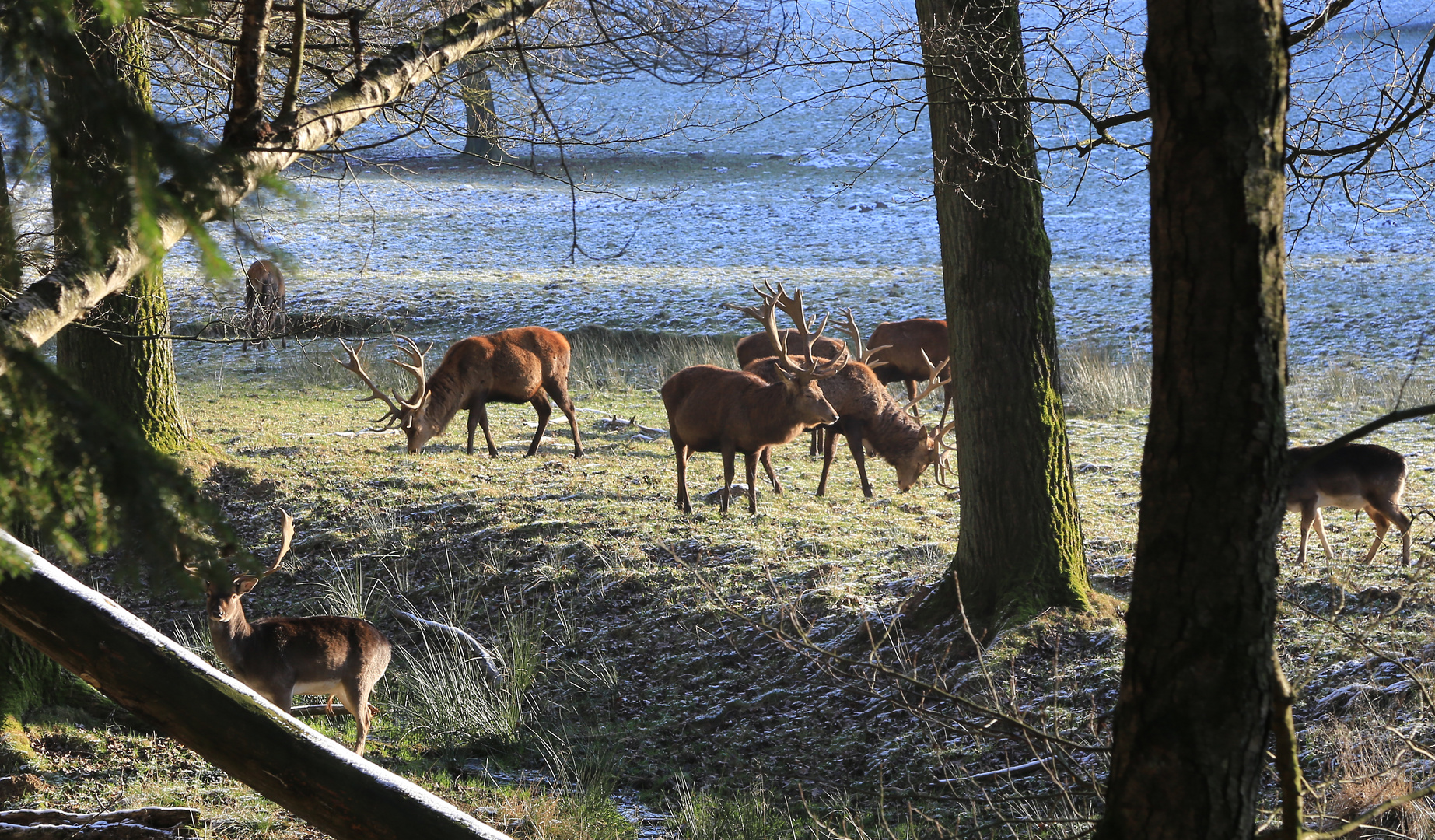 Morgen im Arnsberger Wald