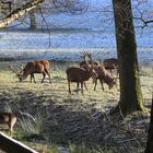 Morgen im Arnsberger Wald