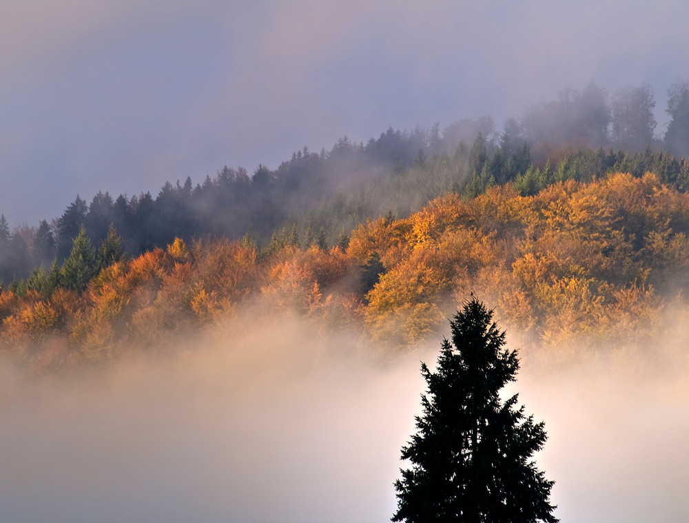 Morgen im Bergwald II