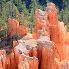 Morgen im Bryce Canyon