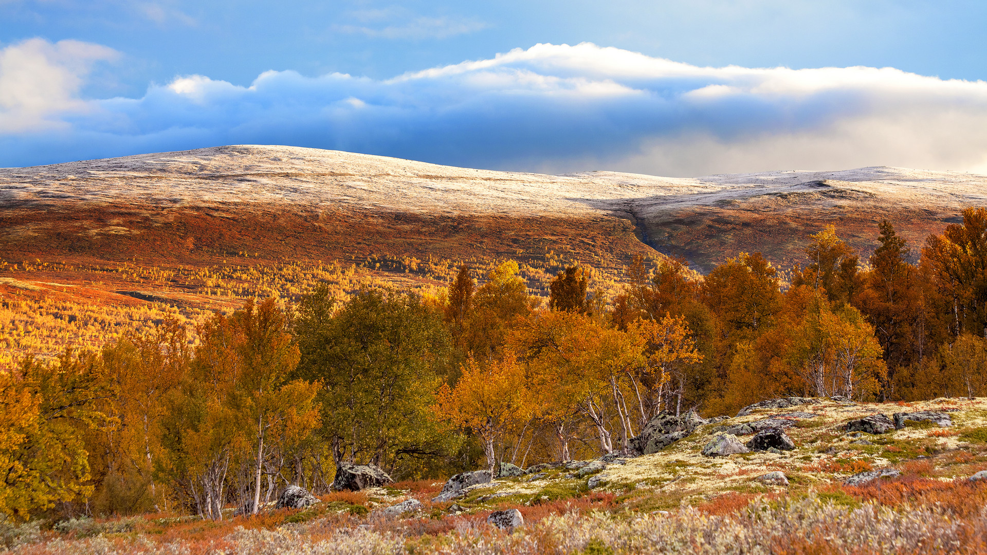 Morgen im Dovrefjell