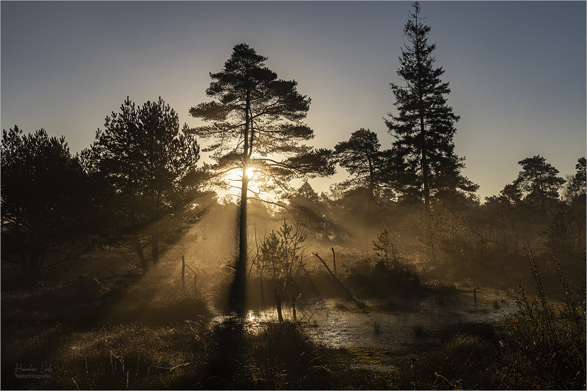 Morgen im Moor