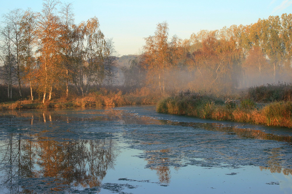 Morgen im Moor