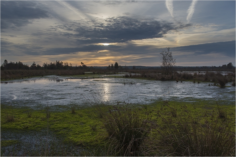 Morgen im Moor