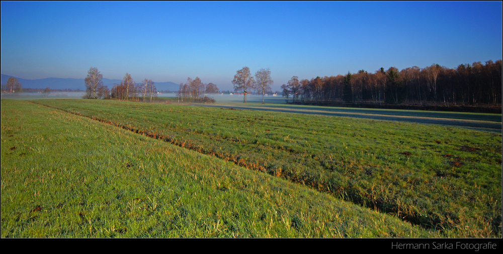 Morgen im Moor