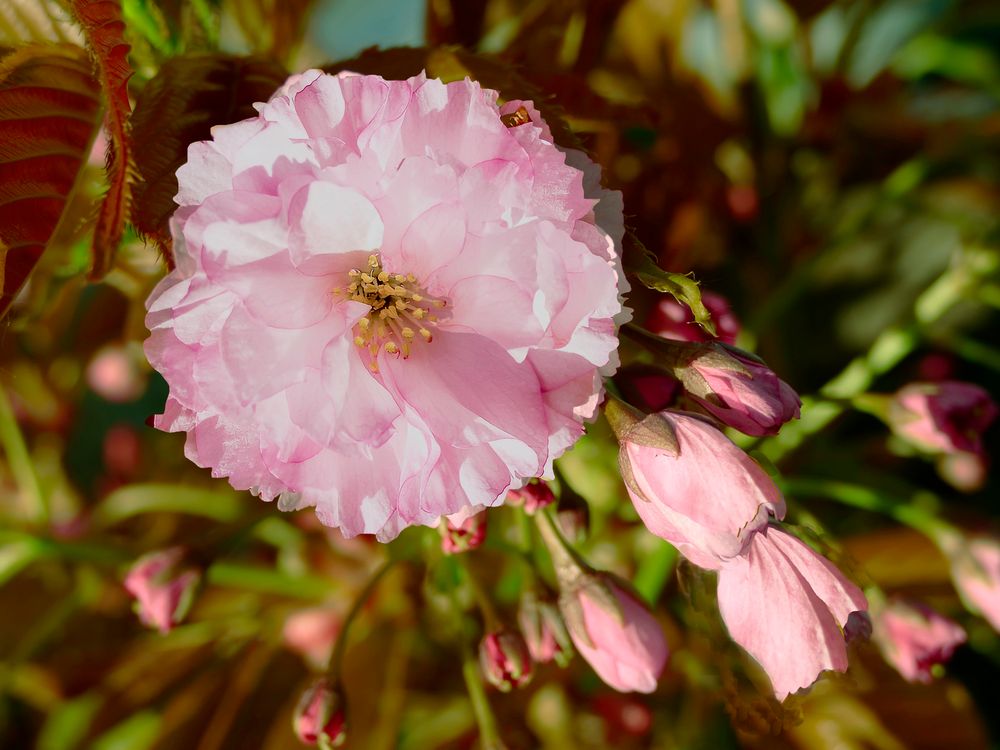 Morgen im Nachbar Garten