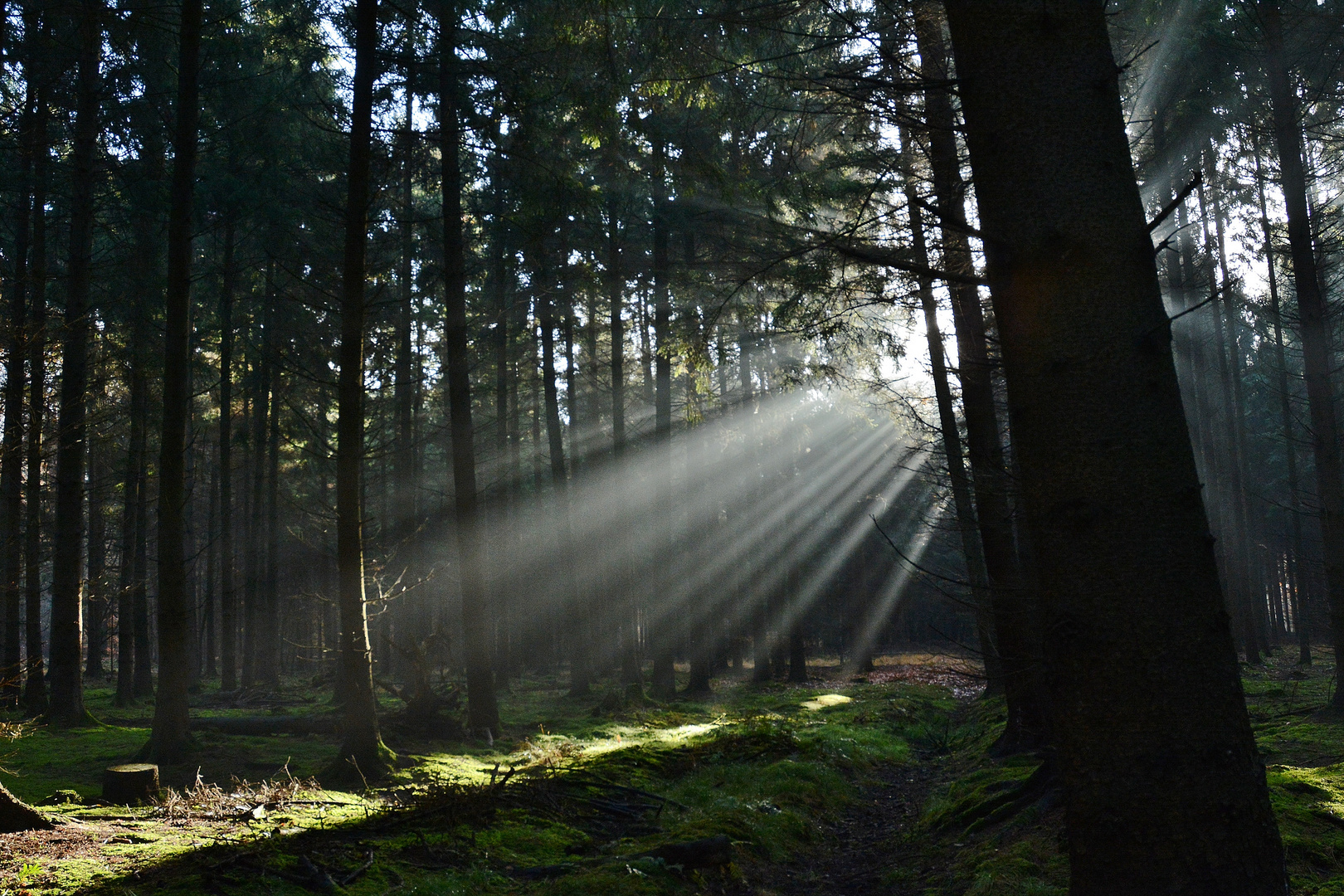 Morgen im Wald, die Sonne steigt höher