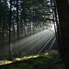 Morgen im Wald, die Sonne steigt höher