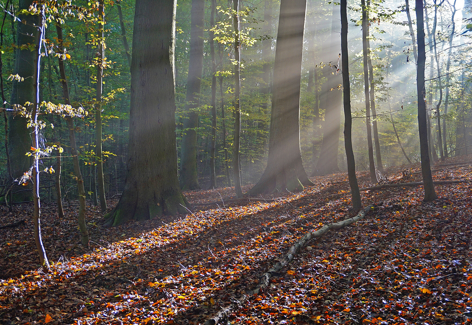 Morgen im Wald