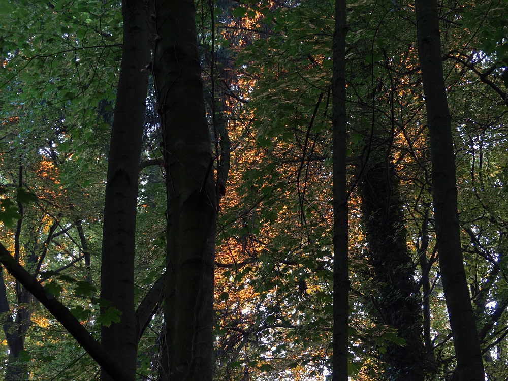 Morgen im Wald