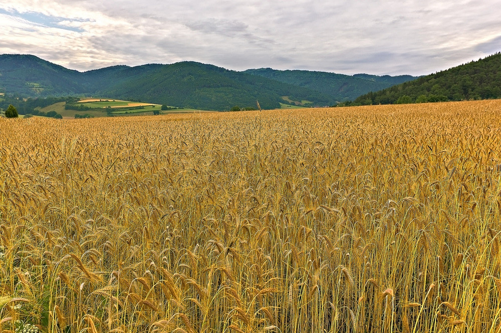 morgen im waldviertel