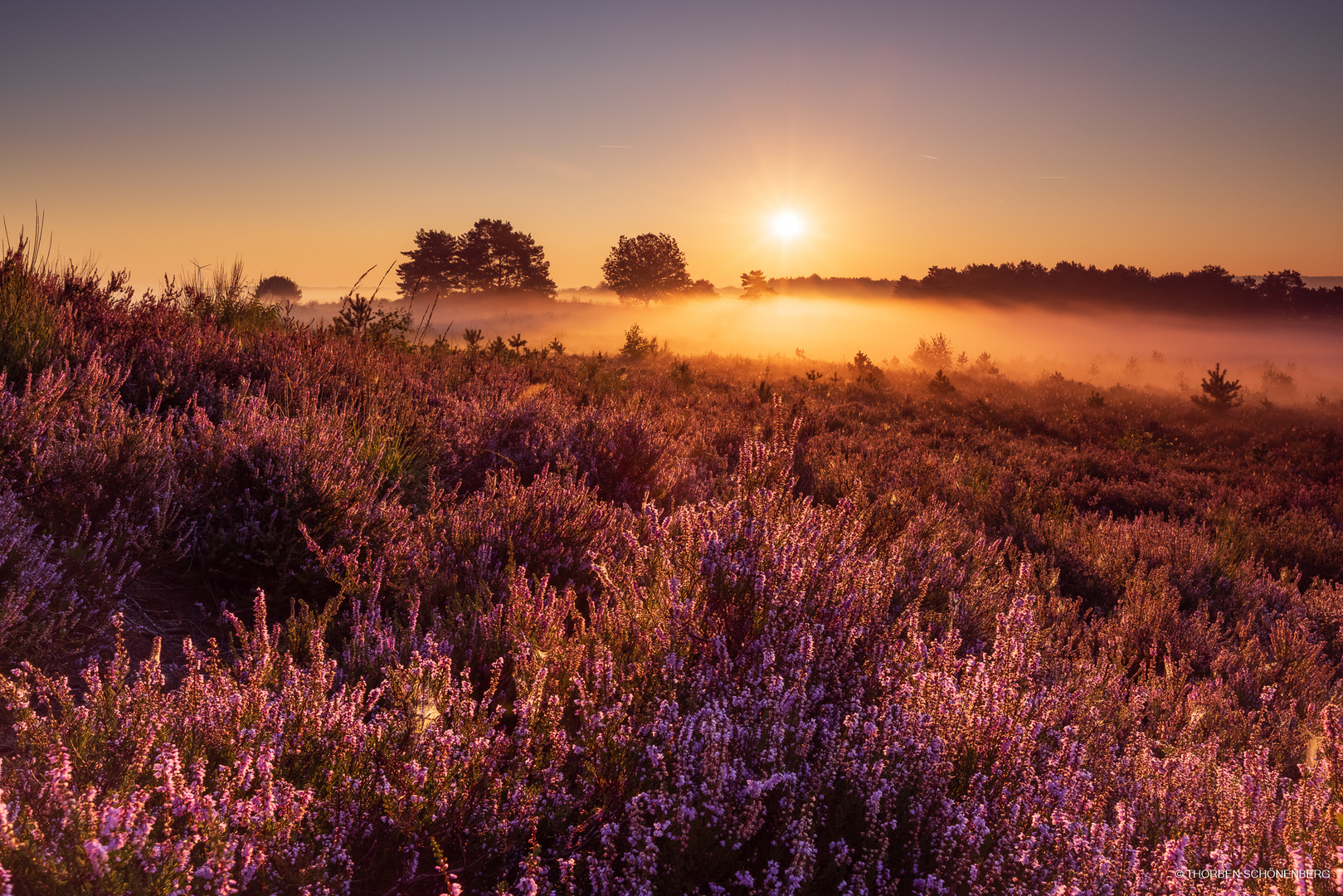 Morgen in der Heide