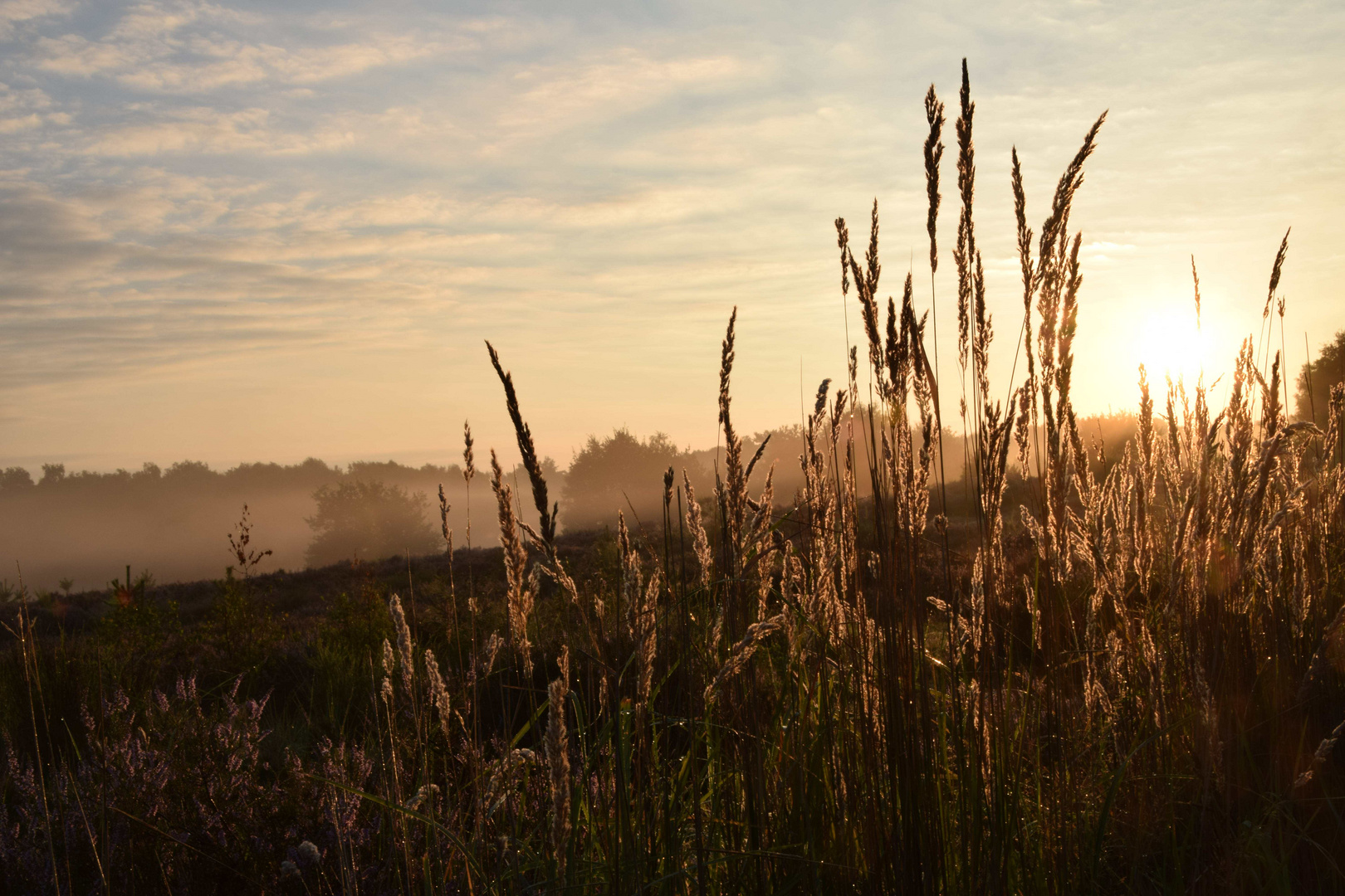 Morgen in der Wahner Heide