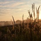 Morgen in der Wahner Heide