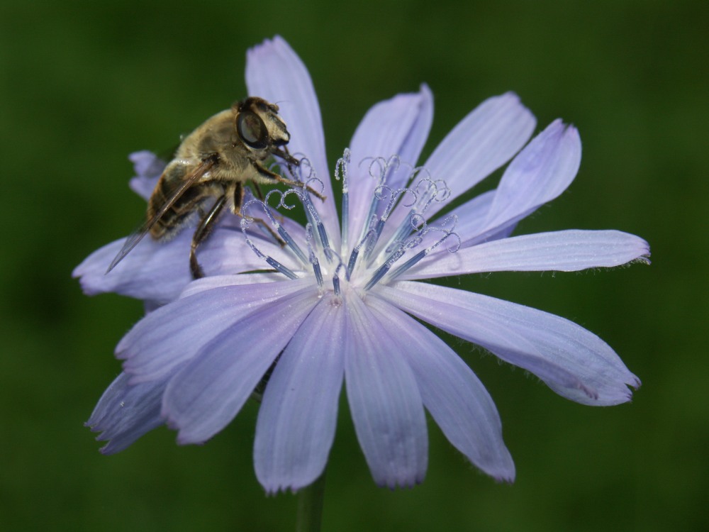 Morgen ist Sonntag - da putz ich mal die Blumen