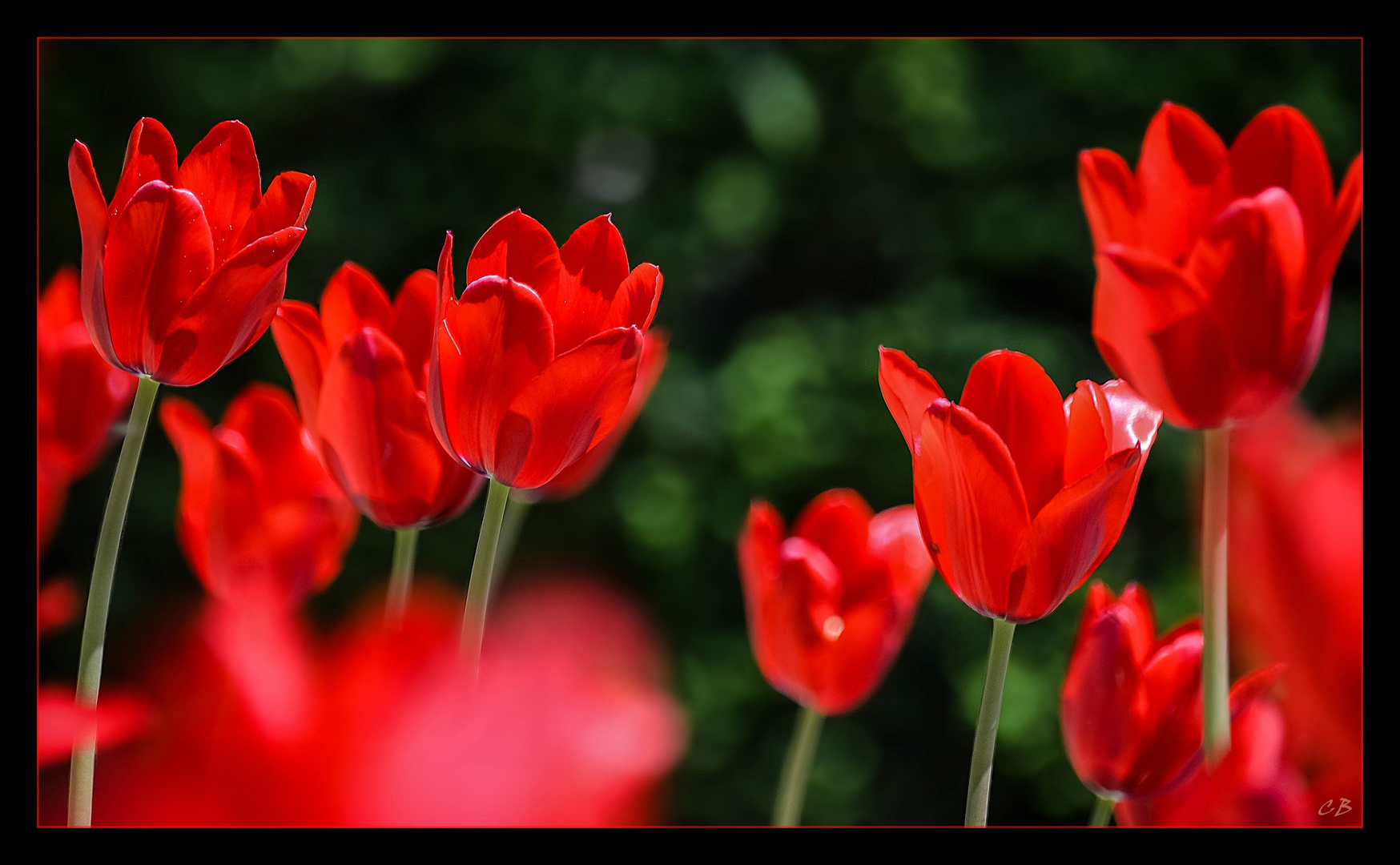 Morgen kommt die Sonne + der Frühling