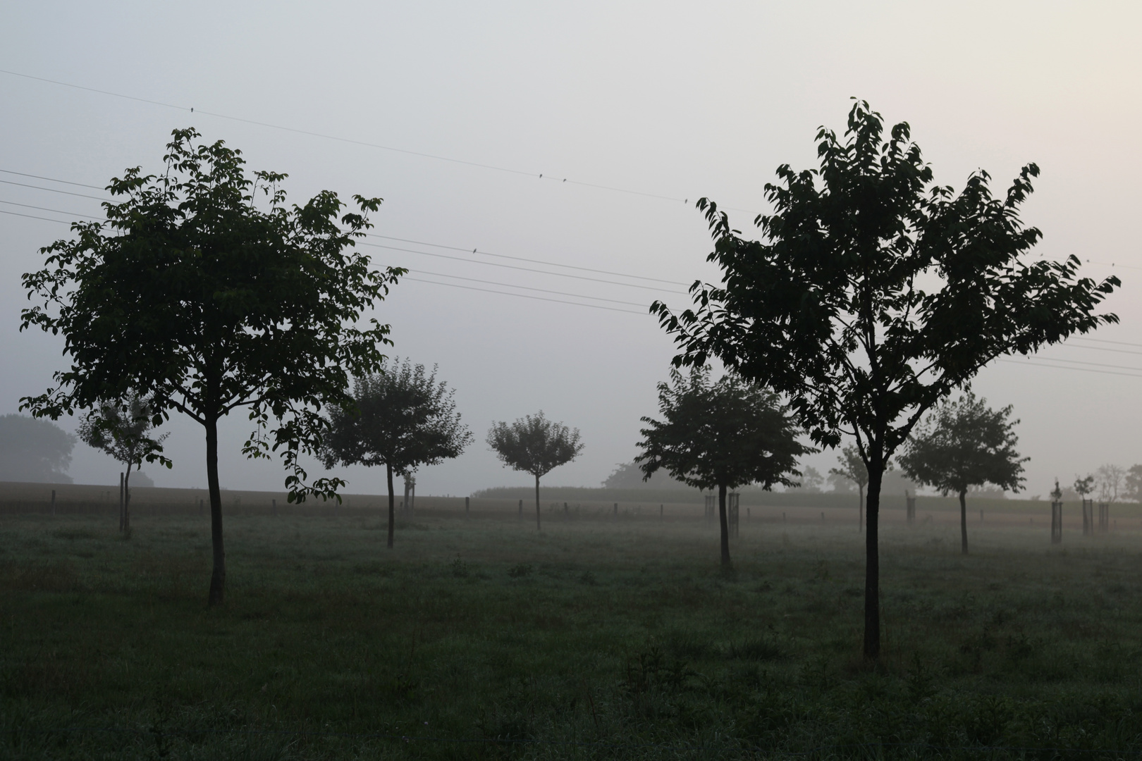 Morgen mit Nebel