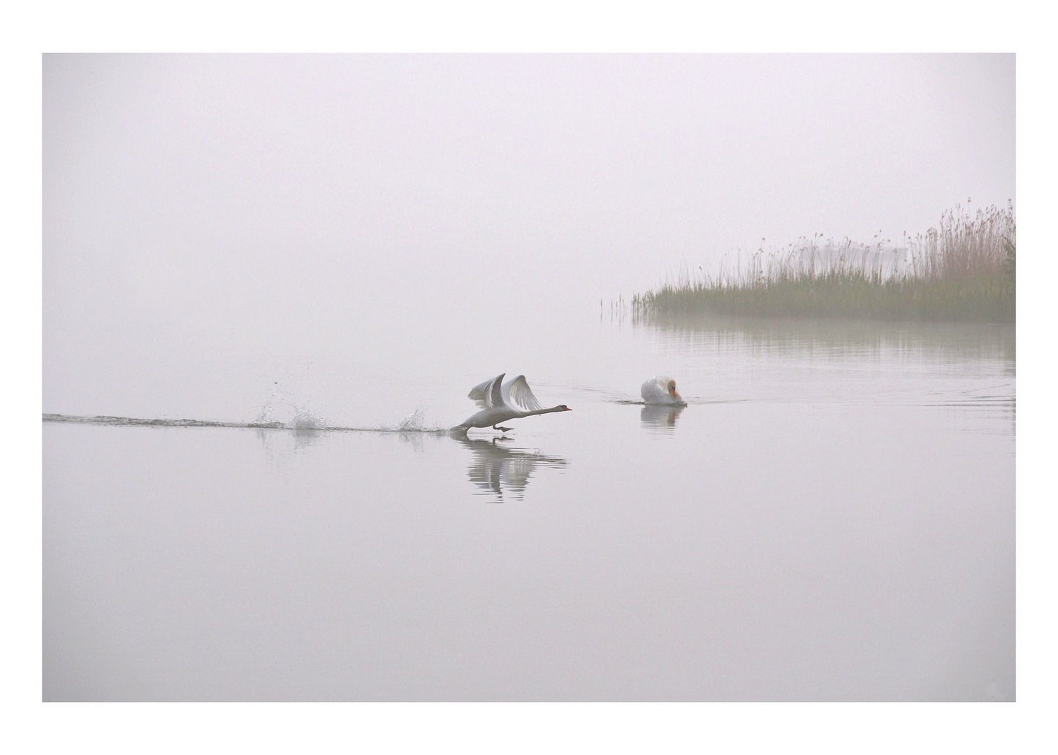 Morgen -  Nebel