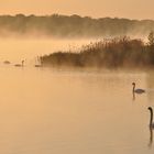 Morgen - Nebel