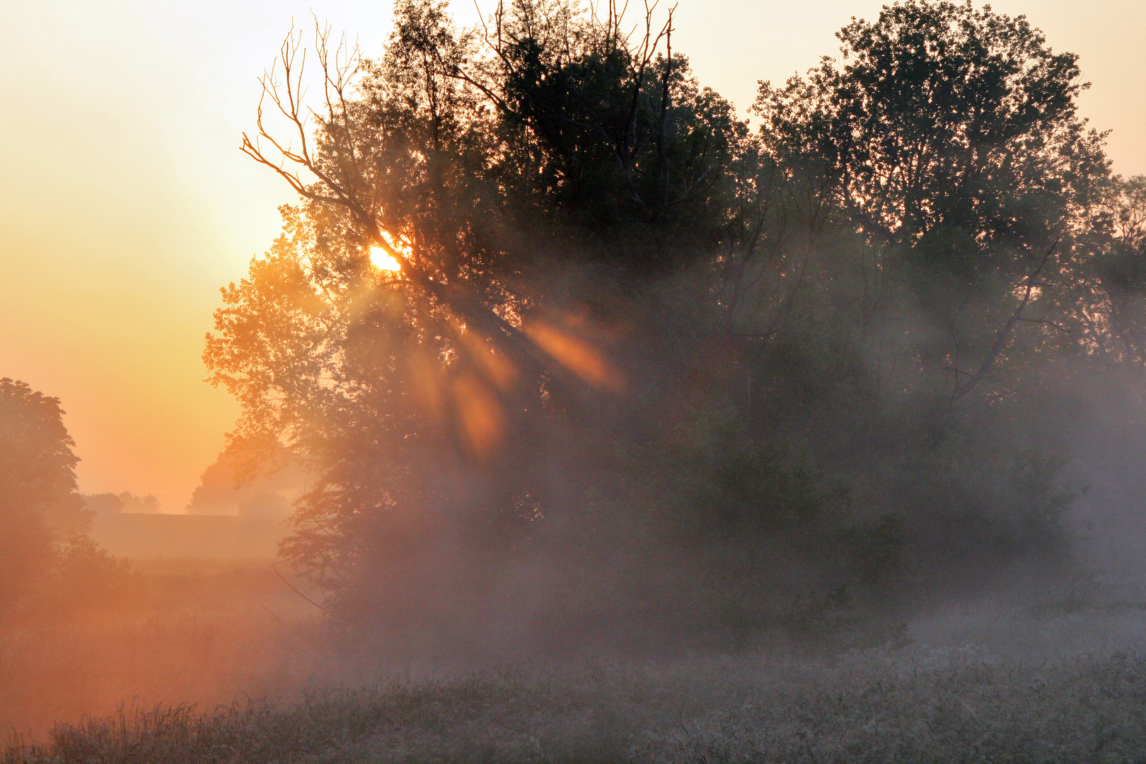 Morgen Nebel