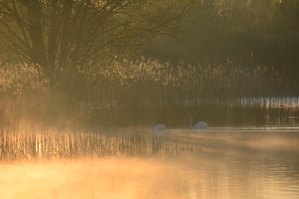 Morgen-NEBEL