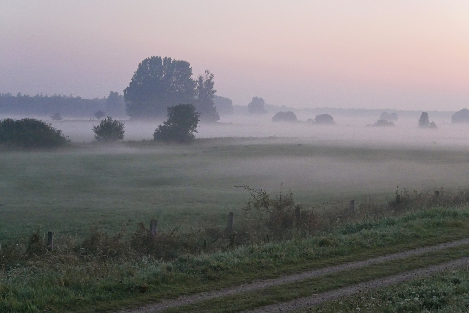 Morgen - Nebel