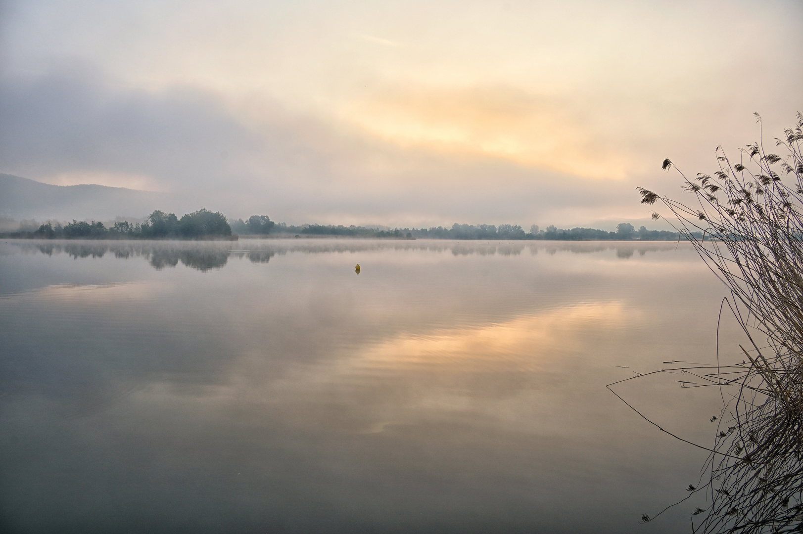 Morgen- Nebel