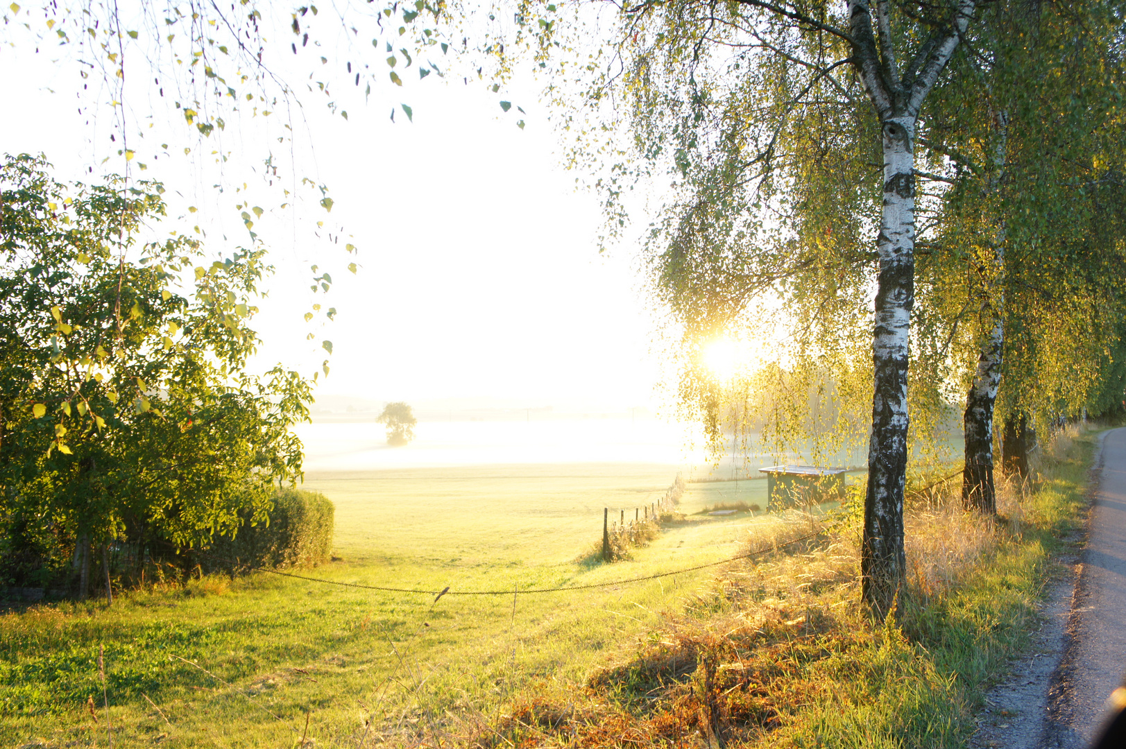 Morgen Nebel