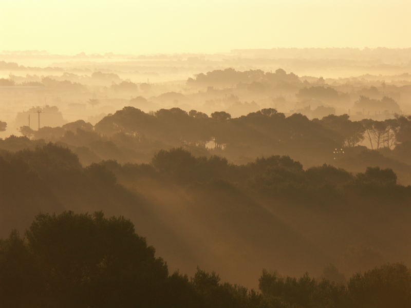 Morgen-Nebel