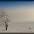 Morgen Nebel am Sihlsee