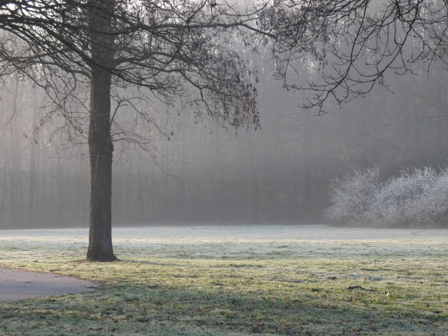 Morgen Nebel am Unisee Bremen 