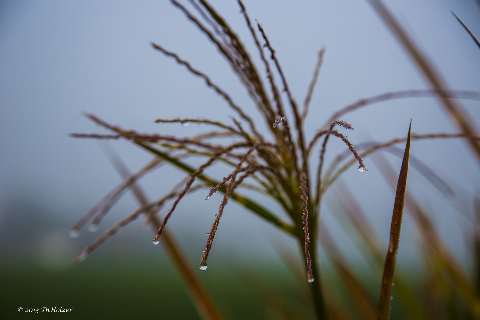 morgen Nebel