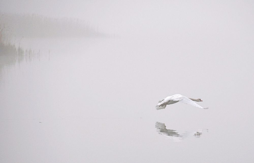 Morgen - Nebel