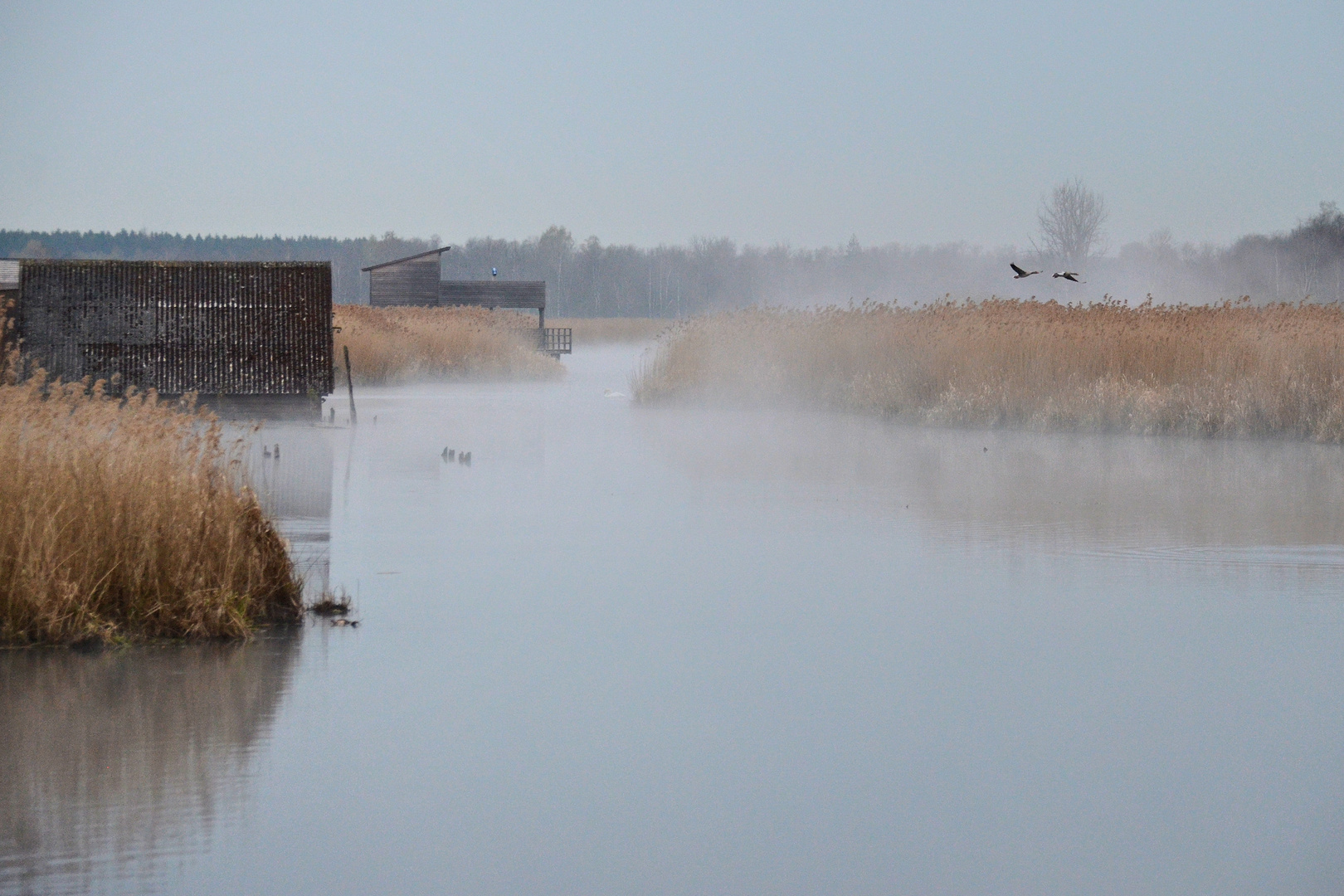 Morgen - NEBEL