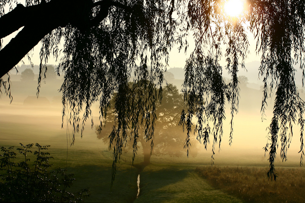 Morgen Nebel