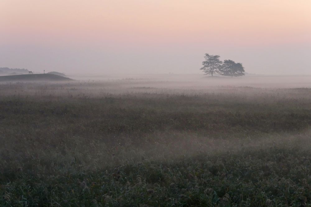 Morgen - Nebel